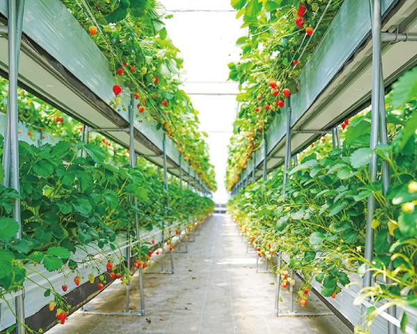 Berry Planet
