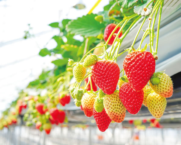 JR Fruit Park Sendai Arahama