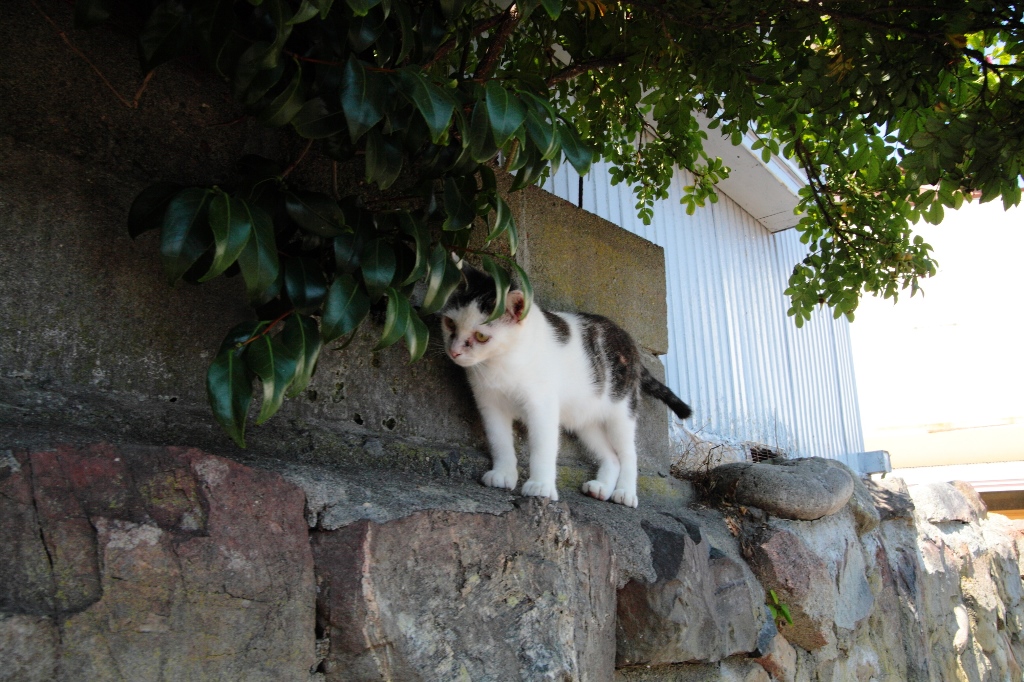 ทาชิโระจิมะ (เกาะแมว)